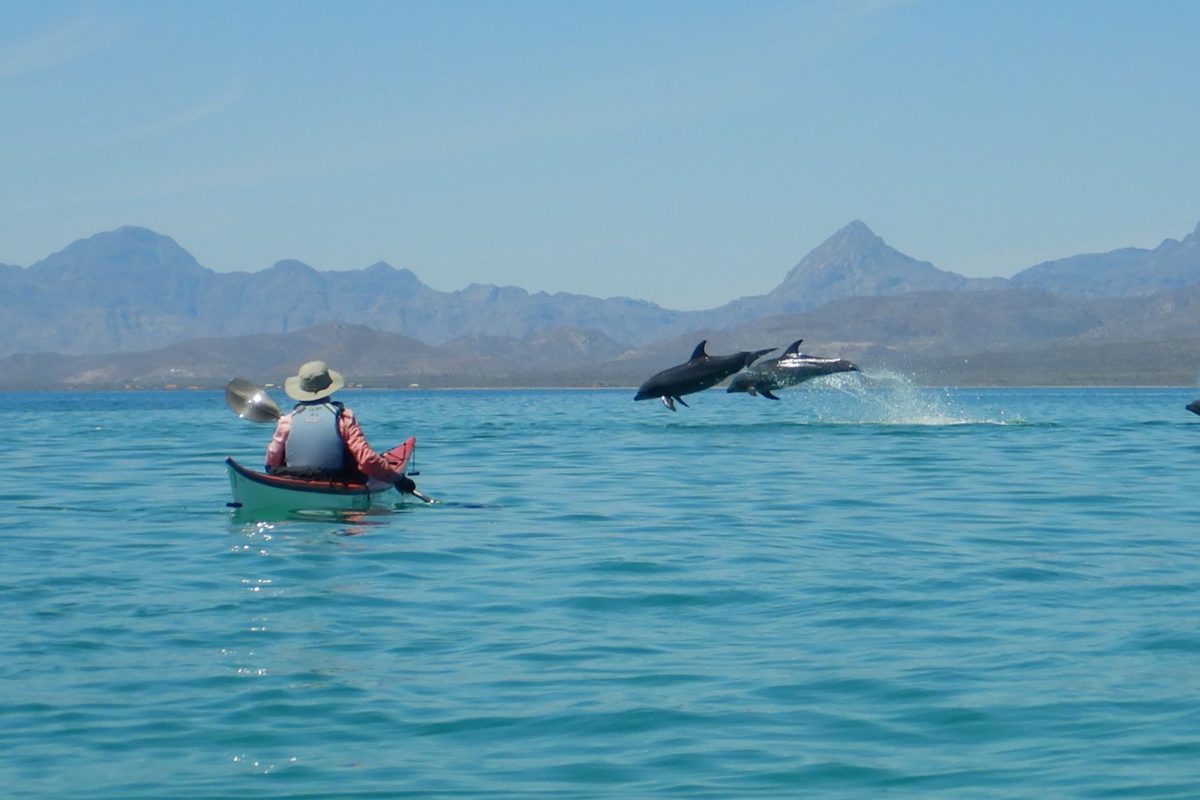 7755SueDoubleDolphinLeap.3 copy