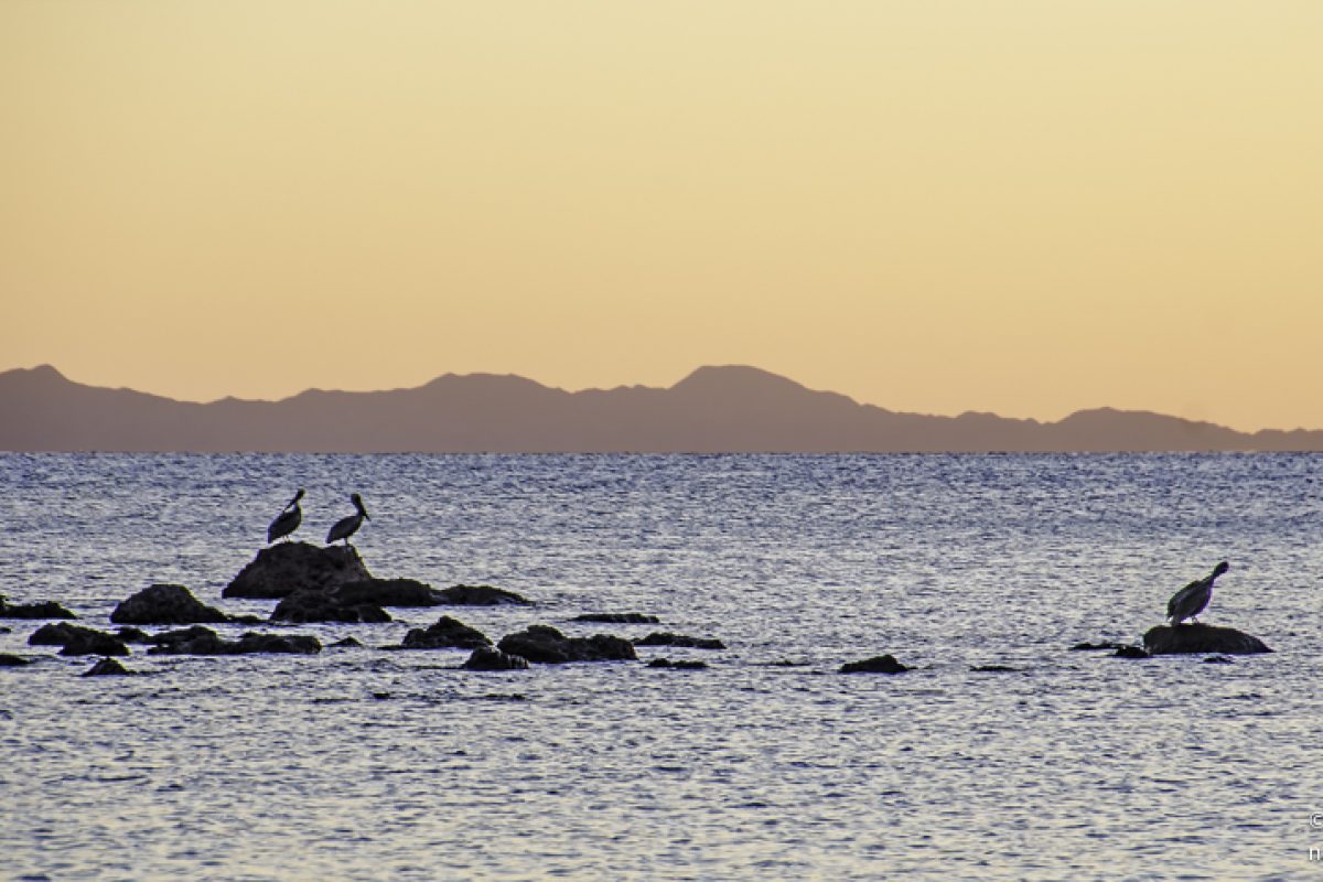 Pelicans preen sunriseH1